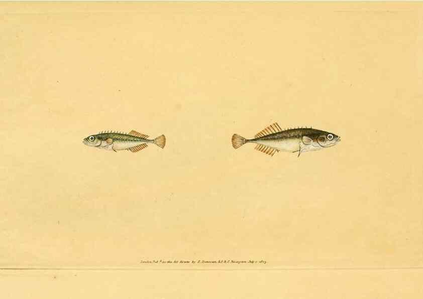 Reproducción/Reproduction 45830456392: The natural history of British fishes :. London :Printed for the author, and for F. and C. Rivington,1802-08.. 