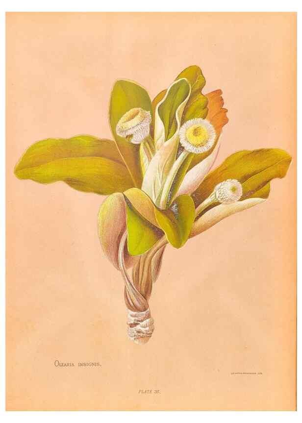 Reproducción/Reproduction 45152745464: The native flowers of New Zealand.. London,S. Low, Marston, Searle, and Rivington,1888.. 