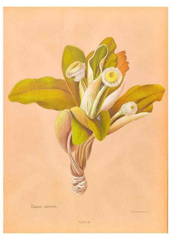 Reproducción/Reproduction 45152745464: The native flowers of New Zealand.. London,S. Low, Marston, Searle, and Rivington,1888.. 
