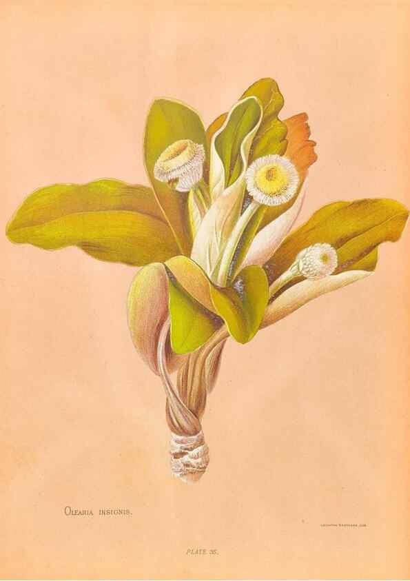 Reproducción/Reproduction 45152745464: The native flowers of New Zealand.. London,S. Low, Marston, Searle, and Rivington,1888.. 