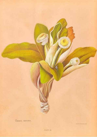 Reproducción/Reproduction 45152745464: The native flowers of New Zealand.. London,S. Low, Marston, Searle, and Rivington,1888.. 