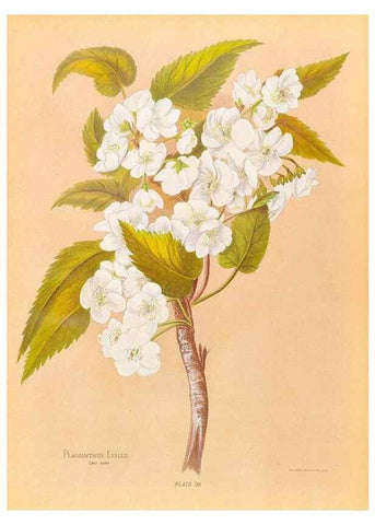 Reproducción/Reproduction 32005653288: The native flowers of New Zealand.. London,S. Low, Marston, Searle, and Rivington,1888.. 
