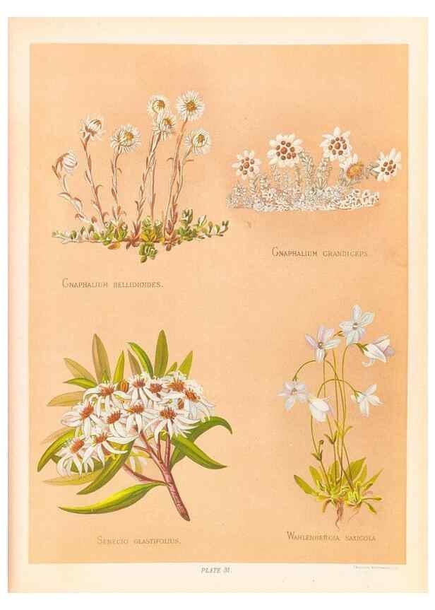 Reproducción/Reproduction 45876818131: The native flowers of New Zealand.. London,S. Low, Marston, Searle, and Rivington,1888.. 
