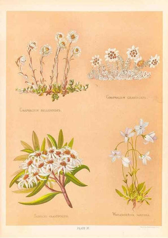 Reproducción/Reproduction 45876818131: The native flowers of New Zealand.. London,S. Low, Marston, Searle, and Rivington,1888.. 
