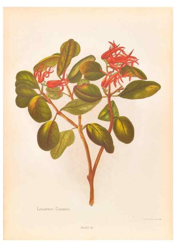 Reproducción/Reproduction 45827227752: The native flowers of New Zealand.. London,S. Low, Marston, Searle, and Rivington,1888.. 