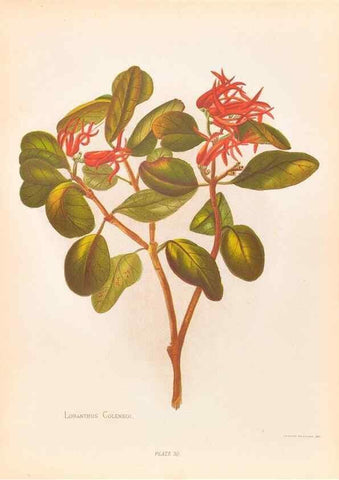 Reproducción/Reproduction 45827227752: The native flowers of New Zealand.. London,S. Low, Marston, Searle, and Rivington,1888.. 