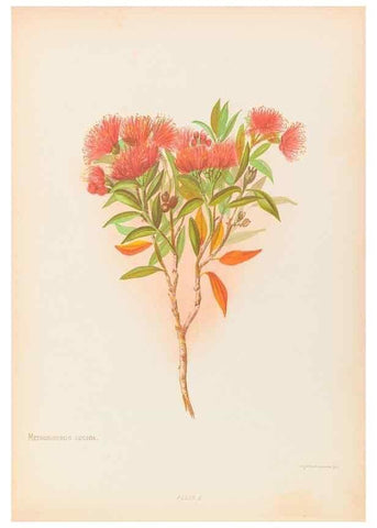 Reproducción/Reproduction 44963662625: The native flowers of New Zealand.. London,S. Low, Marston, Searle, and Rivington,1888.. 