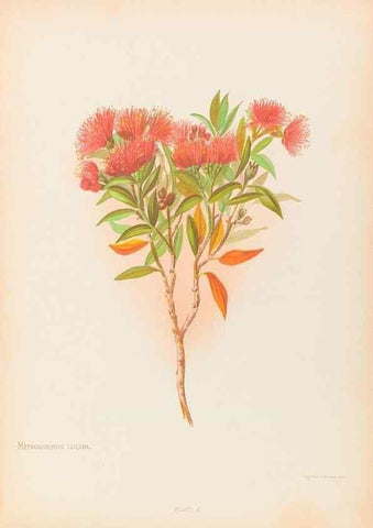 Reproducción/Reproduction 44963662625: The native flowers of New Zealand.. London,S. Low, Marston, Searle, and Rivington,1888.. 