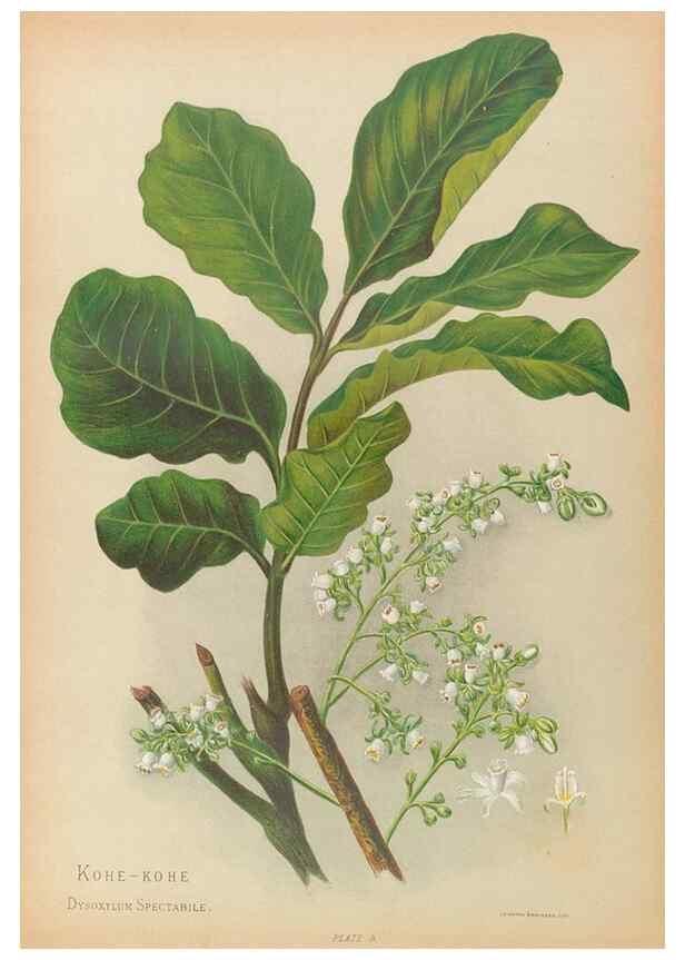 Reproducción/Reproduction 32005627308: The native flowers of New Zealand.. London,S. Low, Marston, Searle, and Rivington,1888.. 