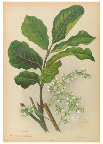 Reproducción/Reproduction 32005627308: The native flowers of New Zealand.. London,S. Low, Marston, Searle, and Rivington,1888.. 