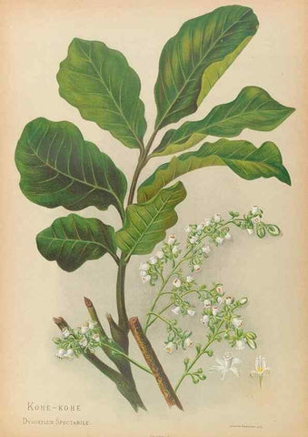 Reproducción/Reproduction 32005627308: The native flowers of New Zealand.. London,S. Low, Marston, Searle, and Rivington,1888.. 