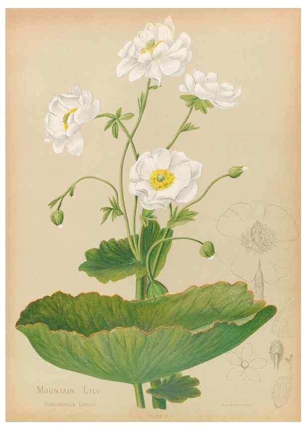 Reproducción/Reproduction 44963667645: The native flowers of New Zealand.. London,S. Low, Marston, Searle, and Rivington,1888.. 