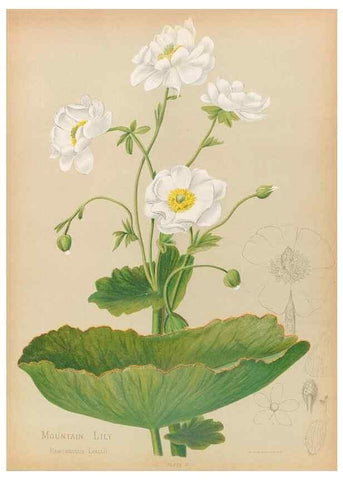 Reproducción/Reproduction 44963667645: The native flowers of New Zealand.. London,S. Low, Marston, Searle, and Rivington,1888.. 