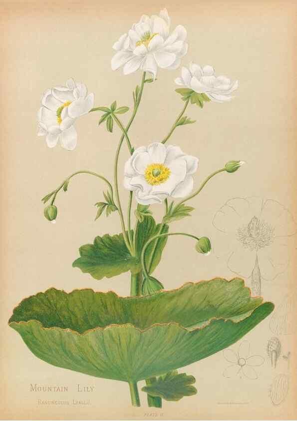 Reproducción/Reproduction 44963667645: The native flowers of New Zealand.. London,S. Low, Marston, Searle, and Rivington,1888.. 