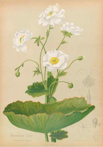 Reproducción/Reproduction 44963667645: The native flowers of New Zealand.. London,S. Low, Marston, Searle, and Rivington,1888.. 