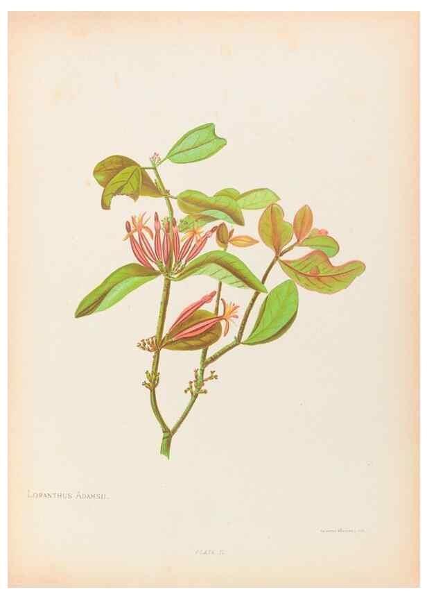 Reproducción/Reproduction 44963668525: The native flowers of New Zealand.. London,S. Low, Marston, Searle, and Rivington,1888.. 