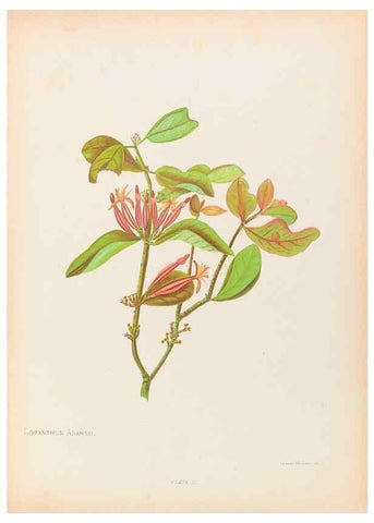 Reproducción/Reproduction 44963668525: The native flowers of New Zealand.. London,S. Low, Marston, Searle, and Rivington,1888.. 