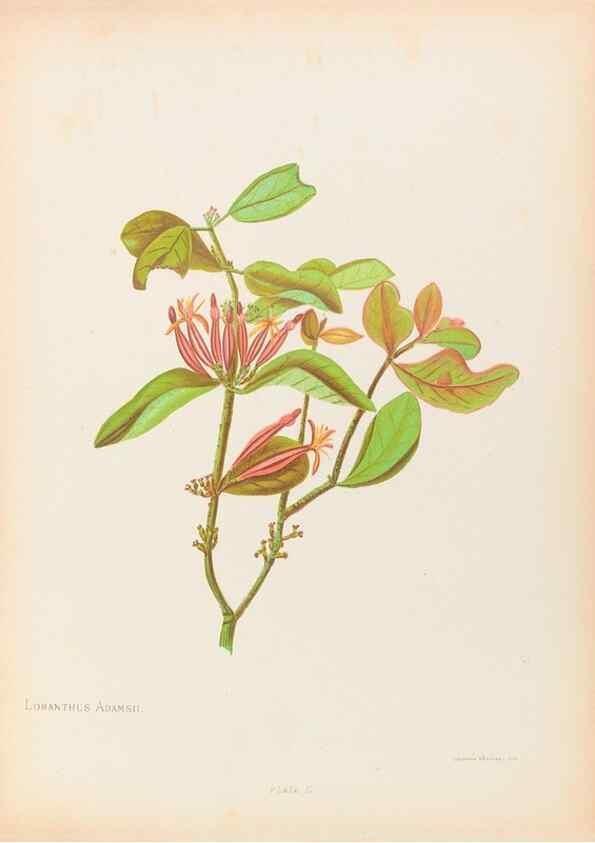 Reproducción/Reproduction 44963668525: The native flowers of New Zealand.. London,S. Low, Marston, Searle, and Rivington,1888.. 
