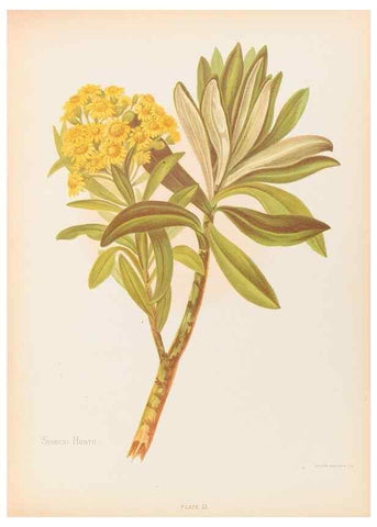 Reproducción/Reproduction 30937789757: The native flowers of New Zealand.. London,S. Low, Marston, Searle, and Rivington,1888.. 