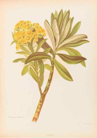 Reproducción/Reproduction 30937789757: The native flowers of New Zealand.. London,S. Low, Marston, Searle, and Rivington,1888.. 