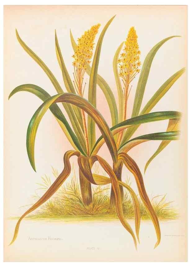 Reproducción/Reproduction 45152729074: The native flowers of New Zealand.. London,S. Low, Marston, Searle, and Rivington,1888.. 