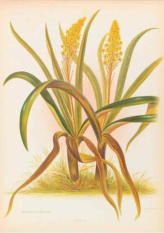 Reproducción/Reproduction 45152729074: The native flowers of New Zealand.. London,S. Low, Marston, Searle, and Rivington,1888.. 