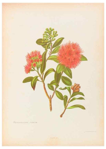 Reproducción/Reproduction 44963673555: The native flowers of New Zealand.. London,S. Low, Marston, Searle, and Rivington,1888.. 