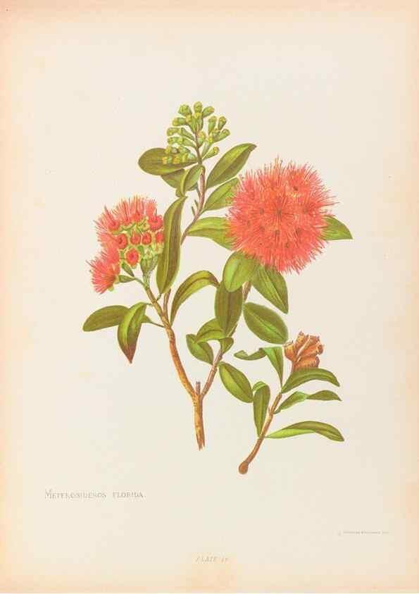 Reproducción/Reproduction 44963673555: The native flowers of New Zealand.. London,S. Low, Marston, Searle, and Rivington,1888.. 