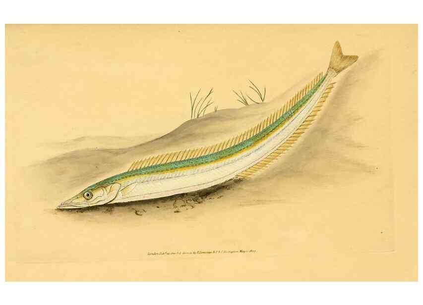Reproducción/Reproduction 32008743948: The natural history of British fishes :. London :Printed for the author, and for F. and C. Rivington,1802-08.. 