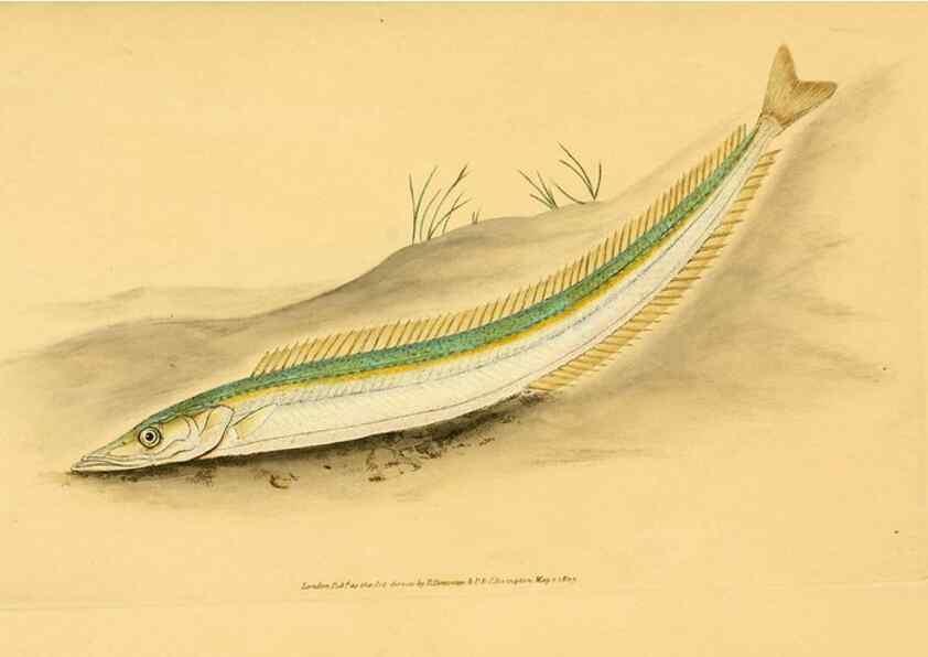 Reproducción/Reproduction 32008743948: The natural history of British fishes :. London :Printed for the author, and for F. and C. Rivington,1802-08.. 