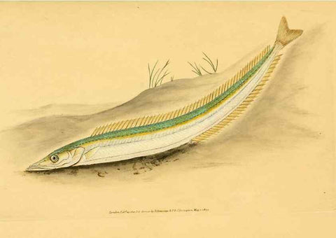 Reproducción/Reproduction 32008743948: The natural history of British fishes :. London :Printed for the author, and for F. and C. Rivington,1802-08.. 