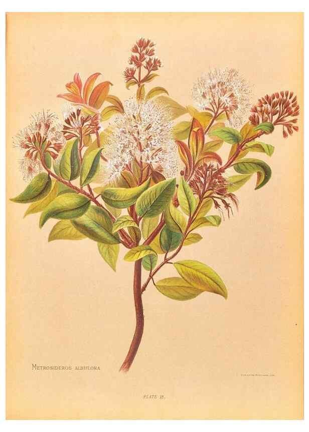 Reproducción/Reproduction 45876799831: The native flowers of New Zealand.. London,S. Low, Marston, Searle, and Rivington,1888.. 