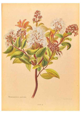 Reproducción/Reproduction 45876799831: The native flowers of New Zealand.. London,S. Low, Marston, Searle, and Rivington,1888.. 
