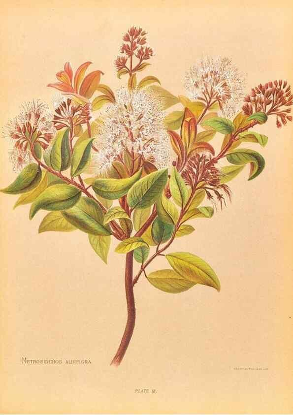 Reproducción/Reproduction 45876799831: The native flowers of New Zealand.. London,S. Low, Marston, Searle, and Rivington,1888.. 