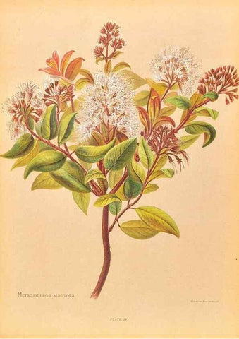 Reproducción/Reproduction 45876799831: The native flowers of New Zealand.. London,S. Low, Marston, Searle, and Rivington,1888.. 