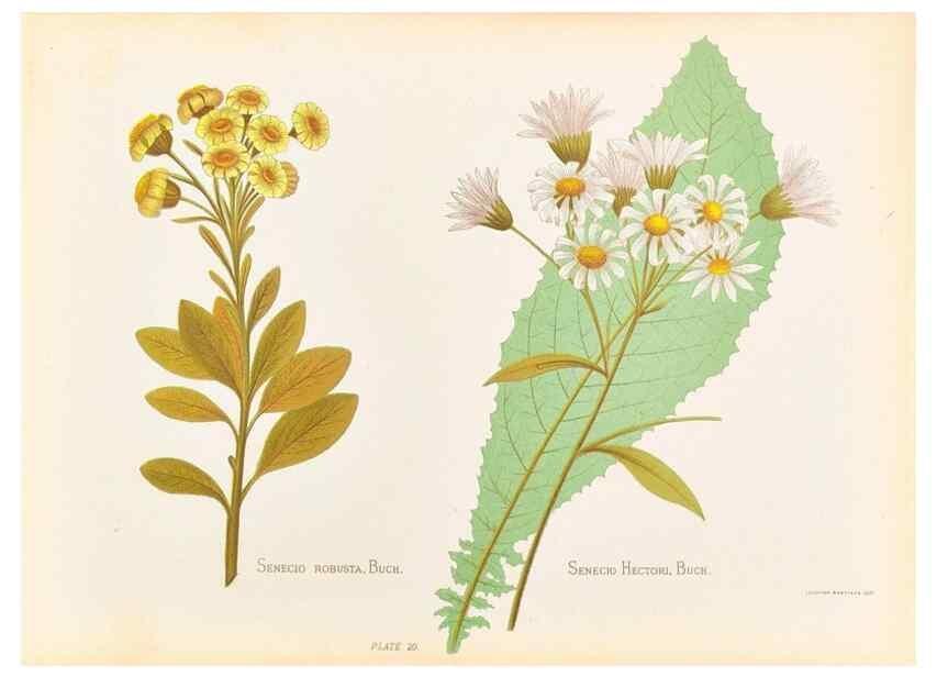Reproducción/Reproduction 45876803551: The native flowers of New Zealand.. London,S. Low, Marston, Searle, and Rivington,1888.. 