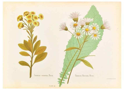 Reproducción/Reproduction 45876803551: The native flowers of New Zealand.. London,S. Low, Marston, Searle, and Rivington,1888.. 