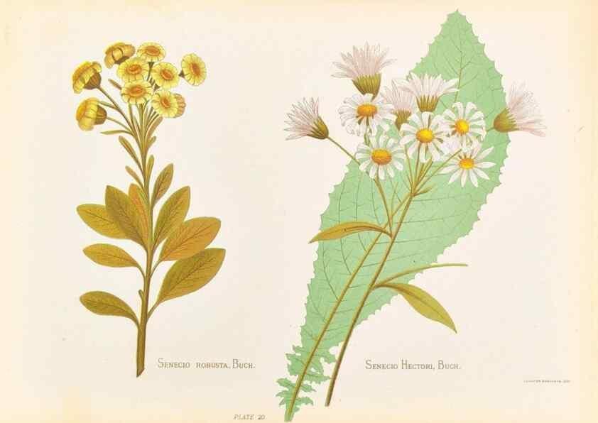 Reproducción/Reproduction 45876803551: The native flowers of New Zealand.. London,S. Low, Marston, Searle, and Rivington,1888.. 