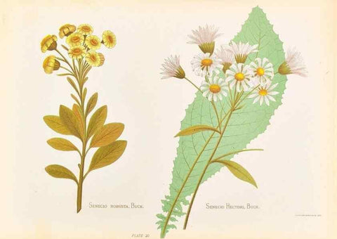 Reproducción/Reproduction 45876803551: The native flowers of New Zealand.. London,S. Low, Marston, Searle, and Rivington,1888.. 