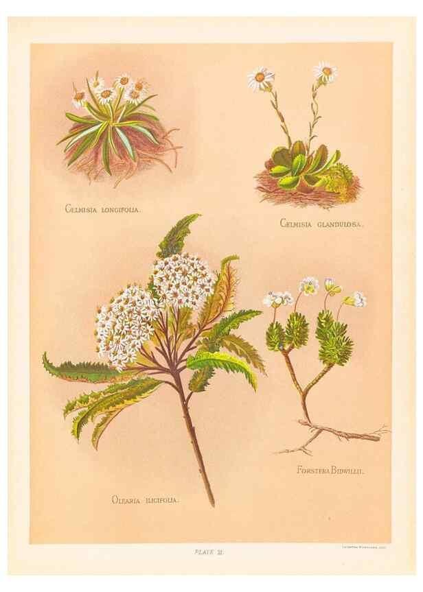 Reproducción/Reproduction 45876805601: The native flowers of New Zealand.. London,S. Low, Marston, Searle, and Rivington,1888.. 