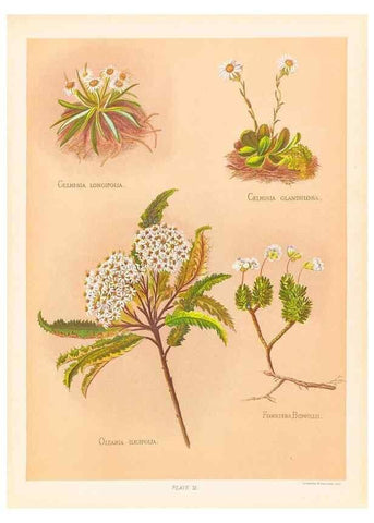 Reproducción/Reproduction 45876805601: The native flowers of New Zealand.. London,S. Low, Marston, Searle, and Rivington,1888.. 