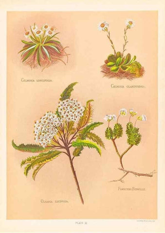 Reproducción/Reproduction 45876805601: The native flowers of New Zealand.. London,S. Low, Marston, Searle, and Rivington,1888.. 