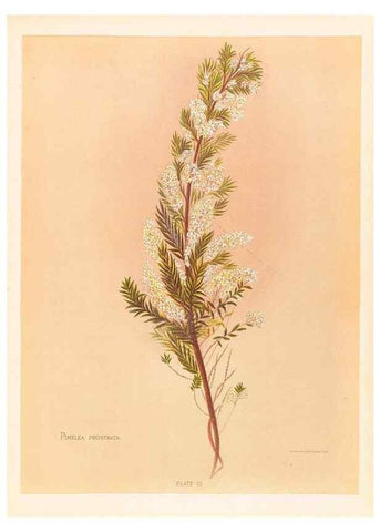 Reproducción/Reproduction 44060299130: The native flowers of New Zealand.. London,S. Low, Marston, Searle, and Rivington,1888.. 