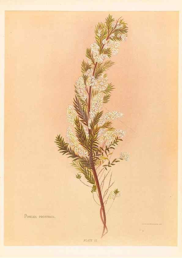 Reproducción/Reproduction 44060299130: The native flowers of New Zealand.. London,S. Low, Marston, Searle, and Rivington,1888.. 