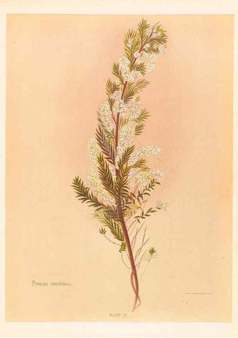 Reproducción/Reproduction 44060299130: The native flowers of New Zealand.. London,S. Low, Marston, Searle, and Rivington,1888.. 