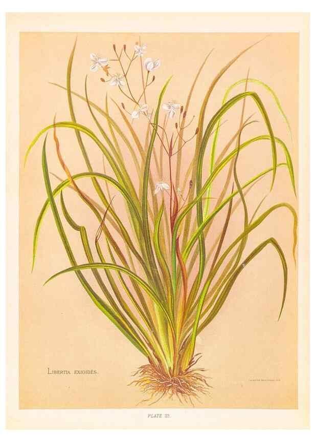 Reproducción/Reproduction 44963682345: The native flowers of New Zealand.. London,S. Low, Marston, Searle, and Rivington,1888.. 