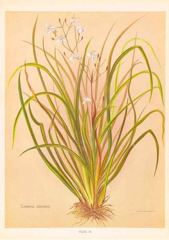 Reproducción/Reproduction 44963682345: The native flowers of New Zealand.. London,S. Low, Marston, Searle, and Rivington,1888.. 
