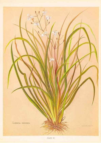 Reproducción/Reproduction 44963682345: The native flowers of New Zealand.. London,S. Low, Marston, Searle, and Rivington,1888.. 