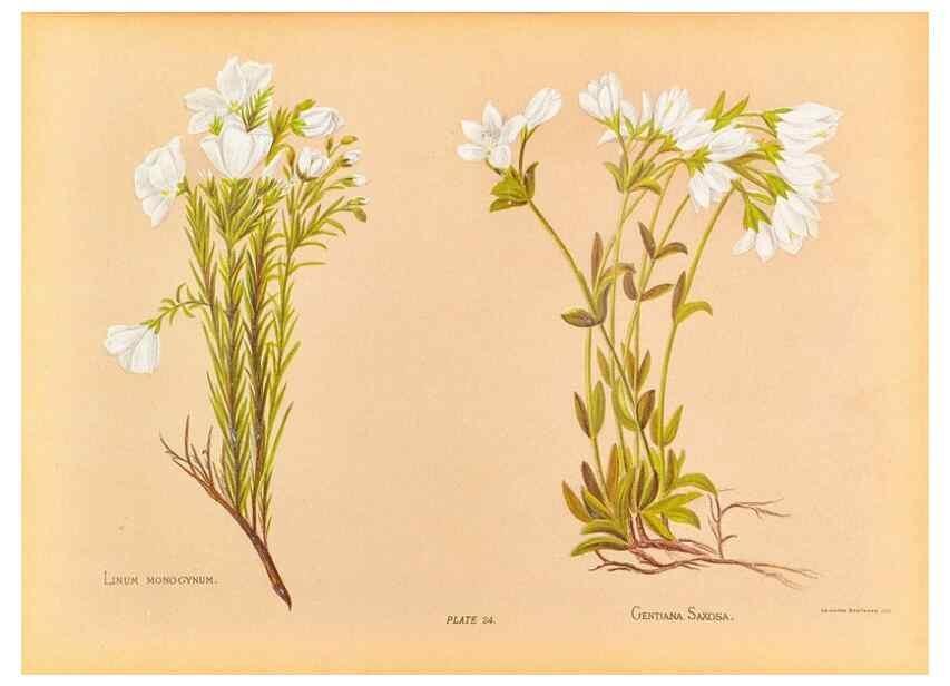 Reproducción/Reproduction 44060301810: The native flowers of New Zealand.. London,S. Low, Marston, Searle, and Rivington,1888.. 