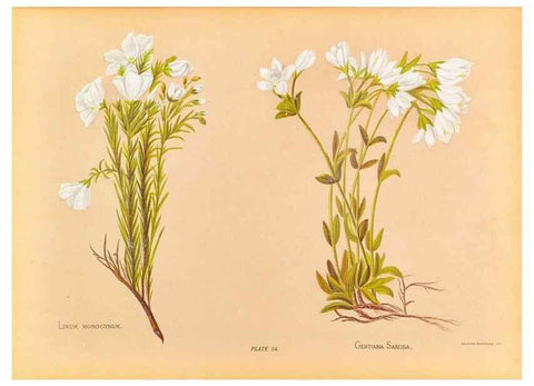 Reproducción/Reproduction 44060301810: The native flowers of New Zealand.. London,S. Low, Marston, Searle, and Rivington,1888.. 